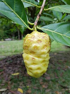 Noni Baum, (Morinda citrifolia)