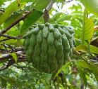 Cherimoya