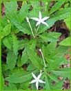 Star of Bethlehem