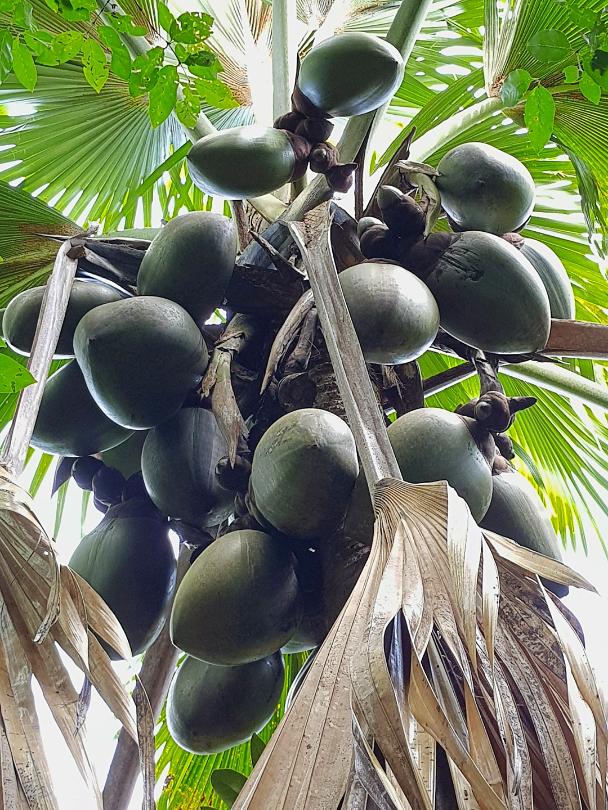 Coco de Mer Praslin Ausfluege 